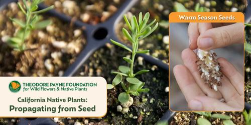 Propagating California Native Plants from Seed